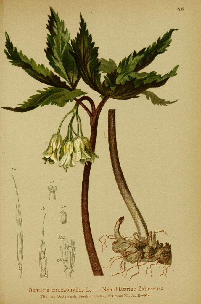 Tavola scientifica con disegno di rizoma, fusto, foglie infiorescenza, siliqua e semi.