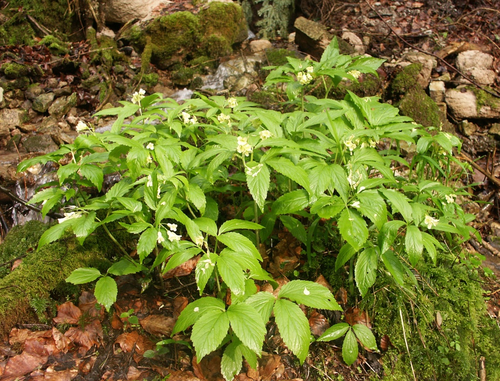 Cespuglio di piantine fiorite in ambiente umido, circondato da muschio.