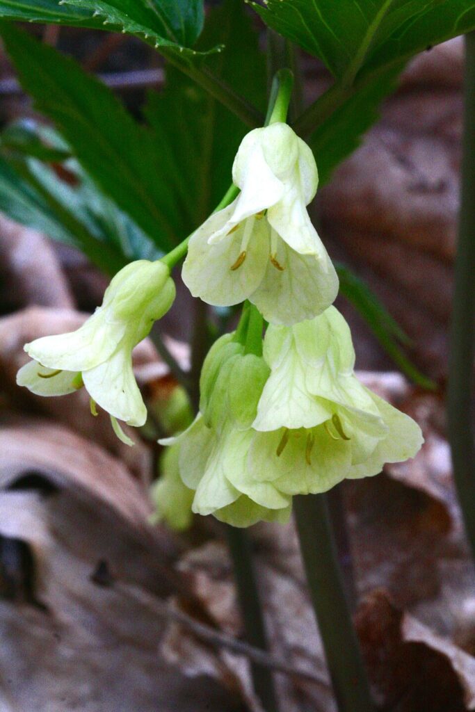 Particolare di 5 fiori bianco-giallino di dentaria, decombenti, con lungo calice e 4 petali disposti a croce.