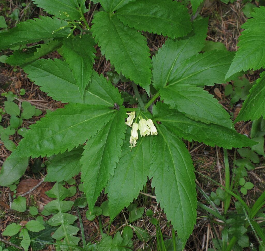 Pianta di dentaria vista dall'alto con foglia verde scuro suddivisa in 9 foglioline riunite a gruppi di 3 e con infiorescenza bianca al centro.