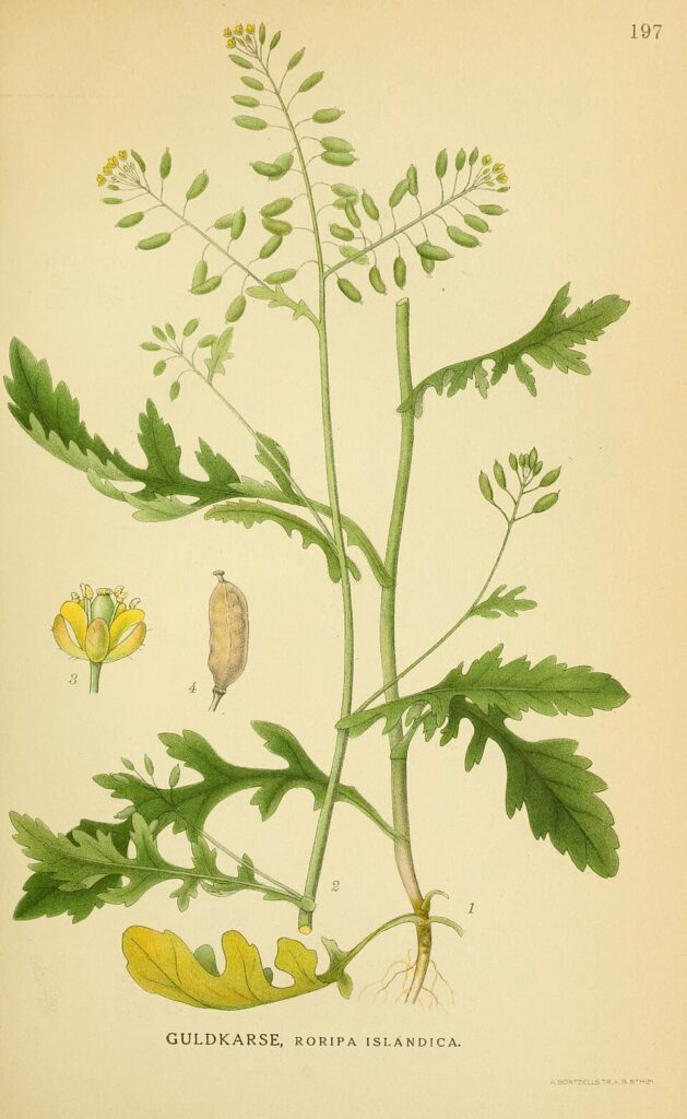 Disegno scientifico con fusti, foglie, fiori e frutti.