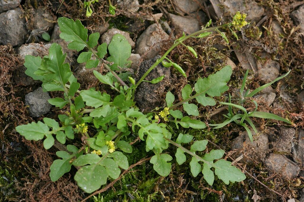 Pianta di rorippa su terreno umido, in cui si vede bene la rosetta basale delle foglie verdi e lobate.