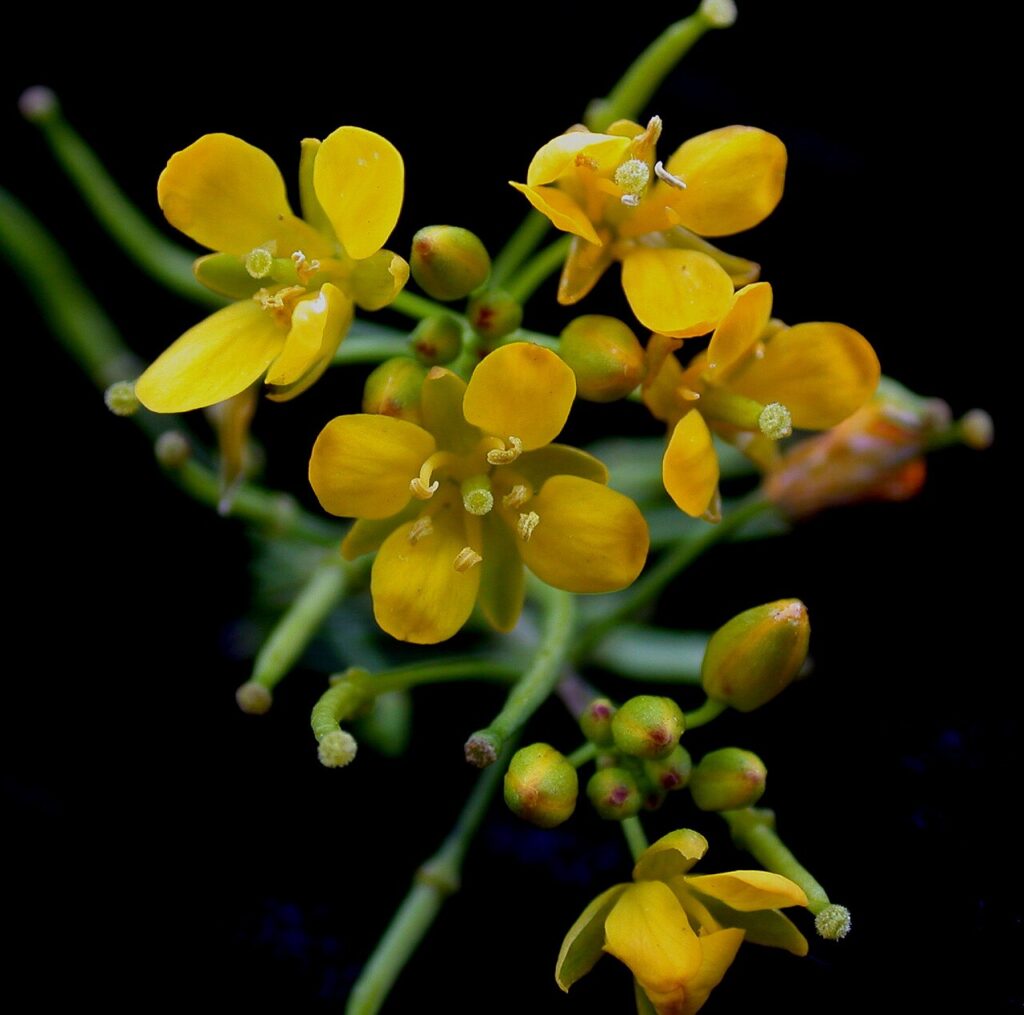 Particolare di un capolino fiorito di rorippa, con fiori gialli a 4 petali disposti a croce.