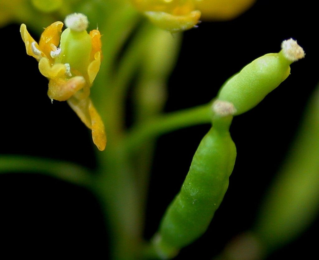 Particolare di alcuni frutti verdi panciuti, uno inserito in un fiore giallo che sta sfiorendo.