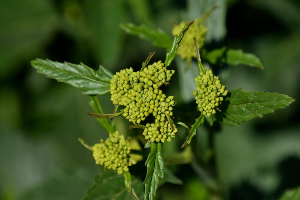 Infiorescenze di rorippa con bocciolini verdi e foglie viste dall'alto.