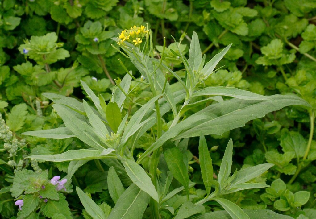 Sommità fiorite di teriaca con grandi foglie verdi e fiorellini gialli. Erbe indistinte verdi sullo sfondo.