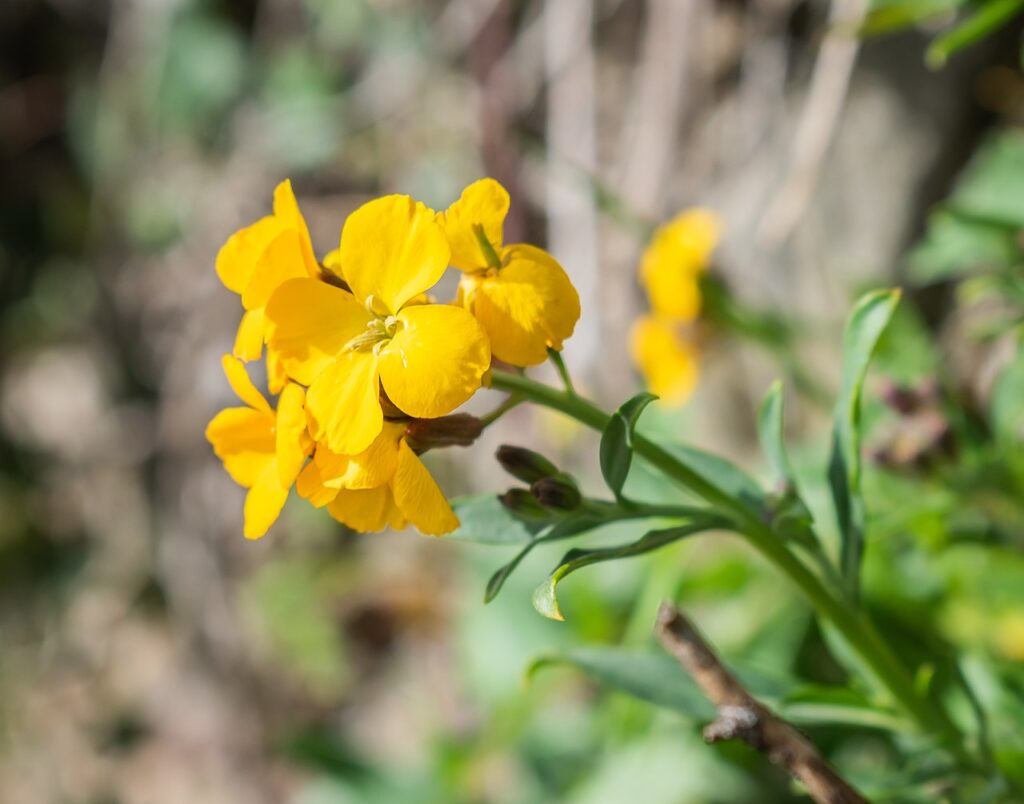 Particolare del fiore di teriaca, con 4 petali disposti a croce di un bel giallo intenso.