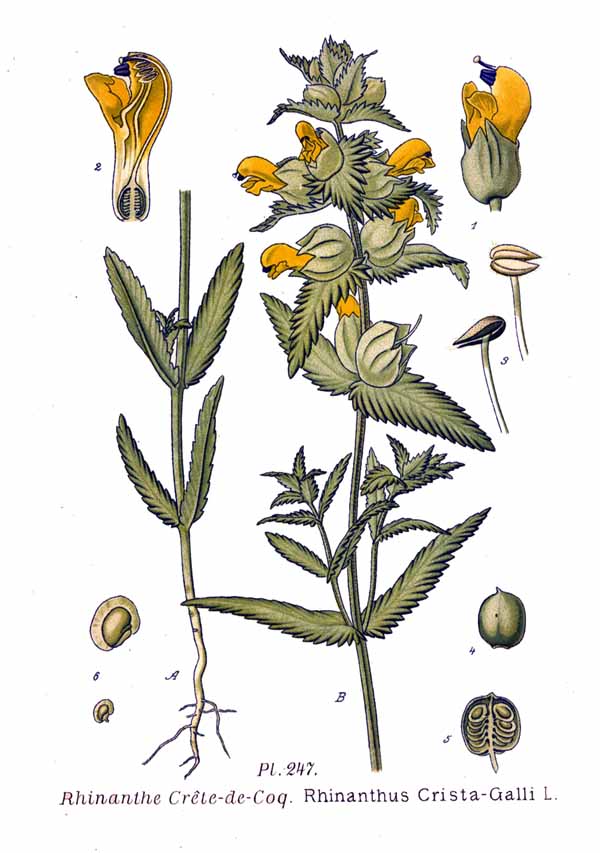 Disegno scientifico della cresta di gallo, con radici, fusti, foglie, fiori gialli, frutti a capsula e semi.