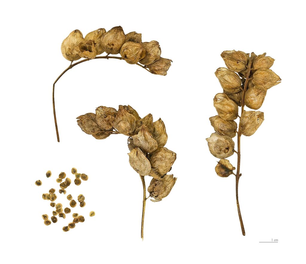 Frutti a capsula ormai secchi mostrati su 3 spighe e, in basso a sinistra, piccoli semi grigio-verdastri. Lo sfondo è bianco.
