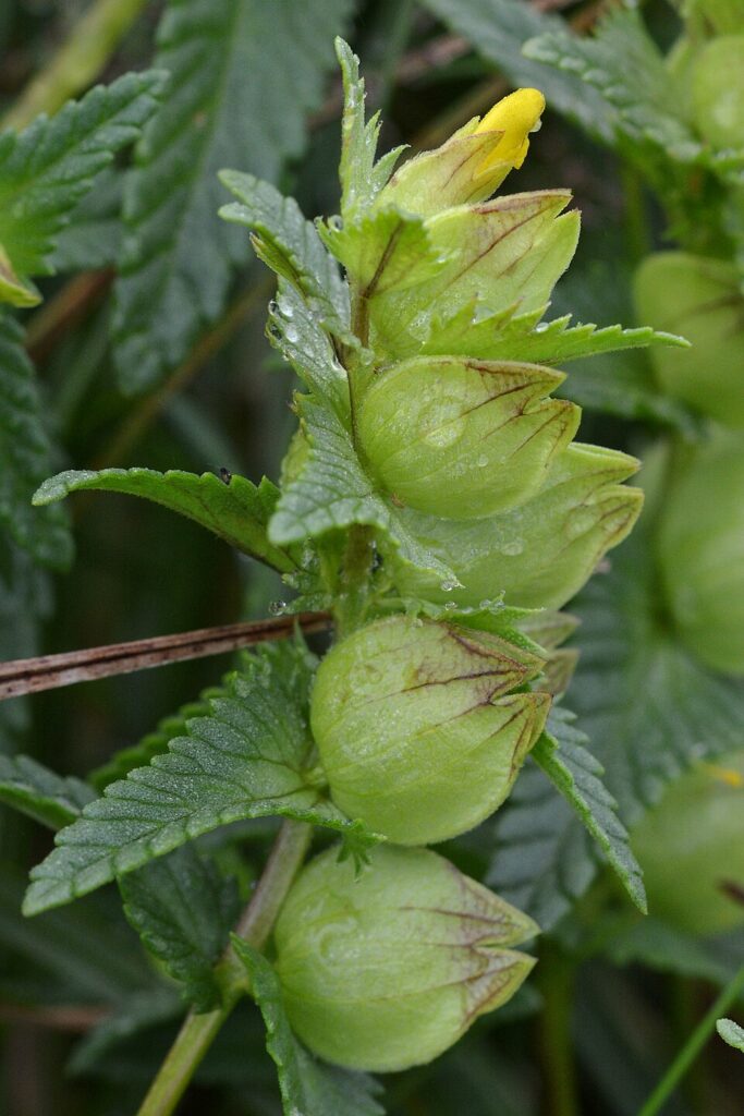 Spiga con frutti a capsula tondeggianti e appiattiti, verde pallido, e con un fiore giallo ancora in cima.