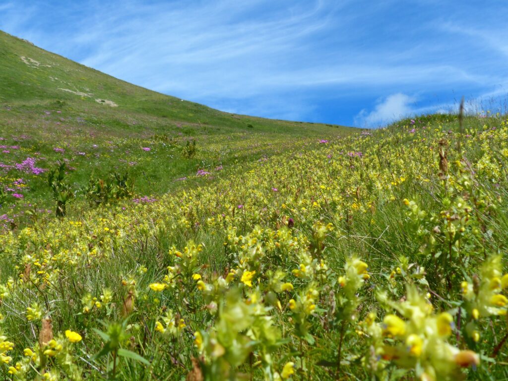 Prato in primo piano disseminato di fiori gialli di cresta di gallo. Sullo sfondo, il profilo di una collina e il cielo azzurro con qualche nuvola.