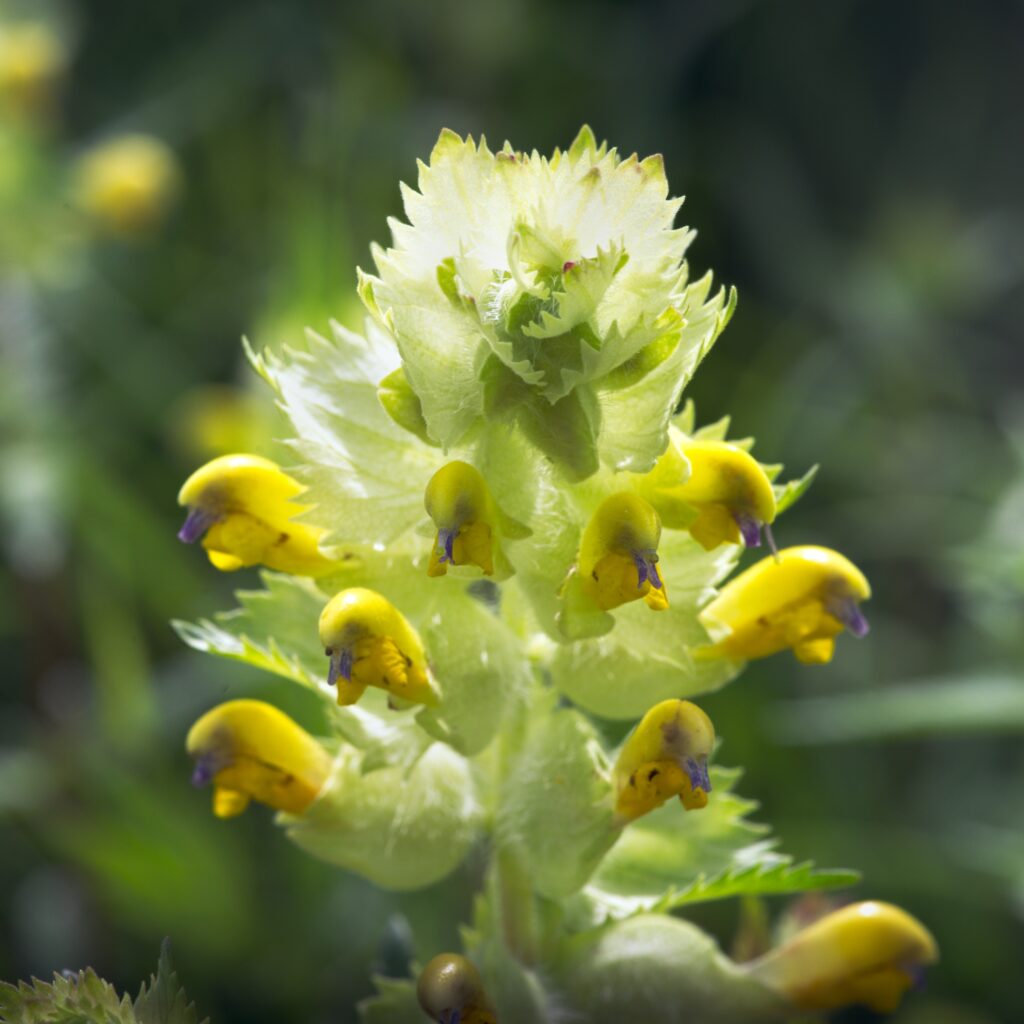Infiorescenza fogliosa di cresta di gallo con fiori gialli bilabiati dai denti viola sotto il labbro superiore.