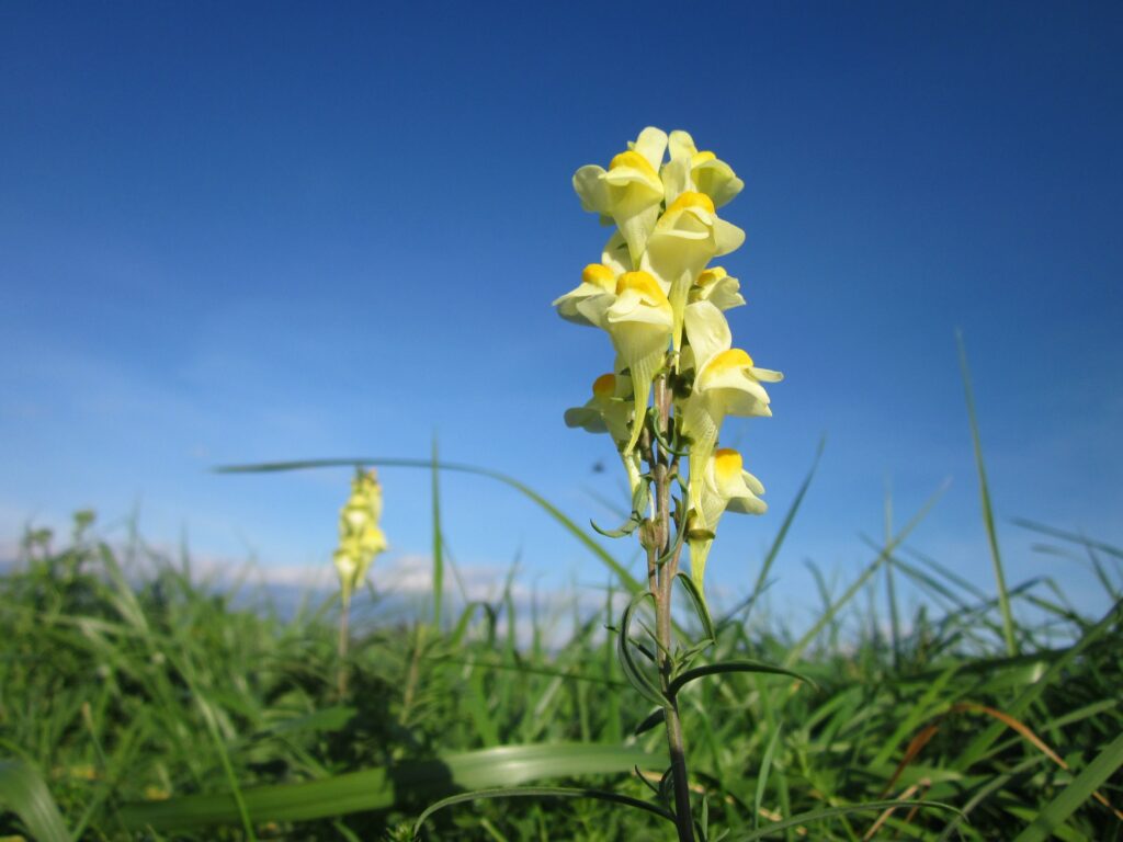 Due infiorescenze gialle di linaria, di cui una in secondo piano, con cielo e un centro abitato sullo sfondo. Fili d'erba verde in primo piano.