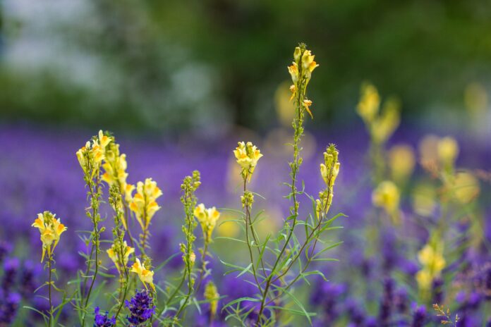 Piante di linaria fiorita, gialla, in primo piano, che spiccano su uno sfondo sfocato di fiori viola.