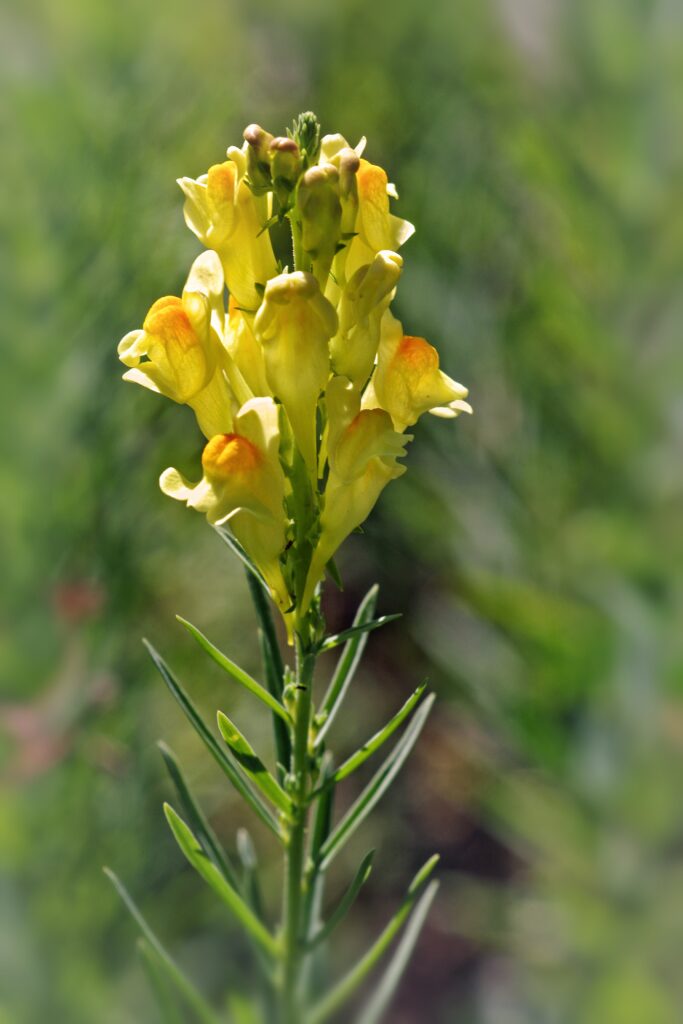 Infiorescenza di linaria, con fiori gialli bilabiati e, sotto, le caratteristiche foglie lanceolate e sottili.