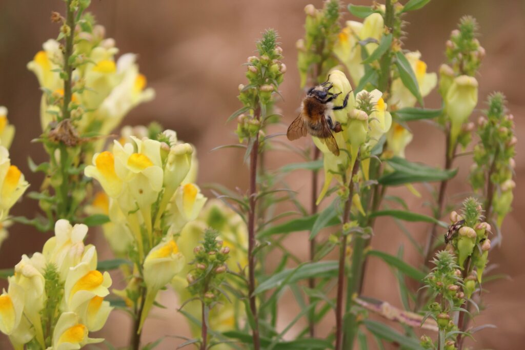 Scapi fioriferi con un bombo che cerca nettare in un fiore giallo.