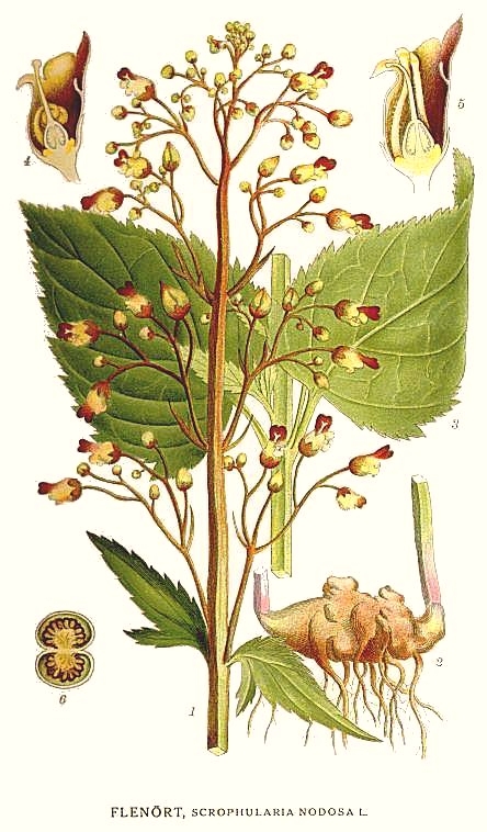 Disegno scientifico con radice, fusto, foglie, fiori e frutti.