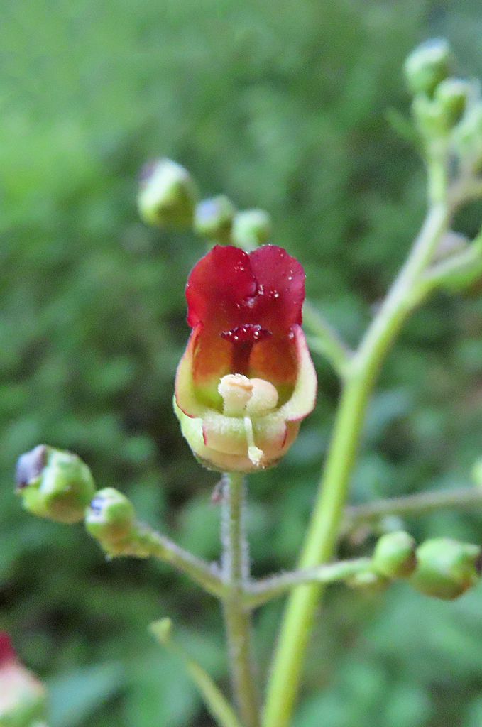 Particolare del fiore di scrofularia, zigomorfo e bilabiato, con il labbro superiore più grande e bruno rossiccio.