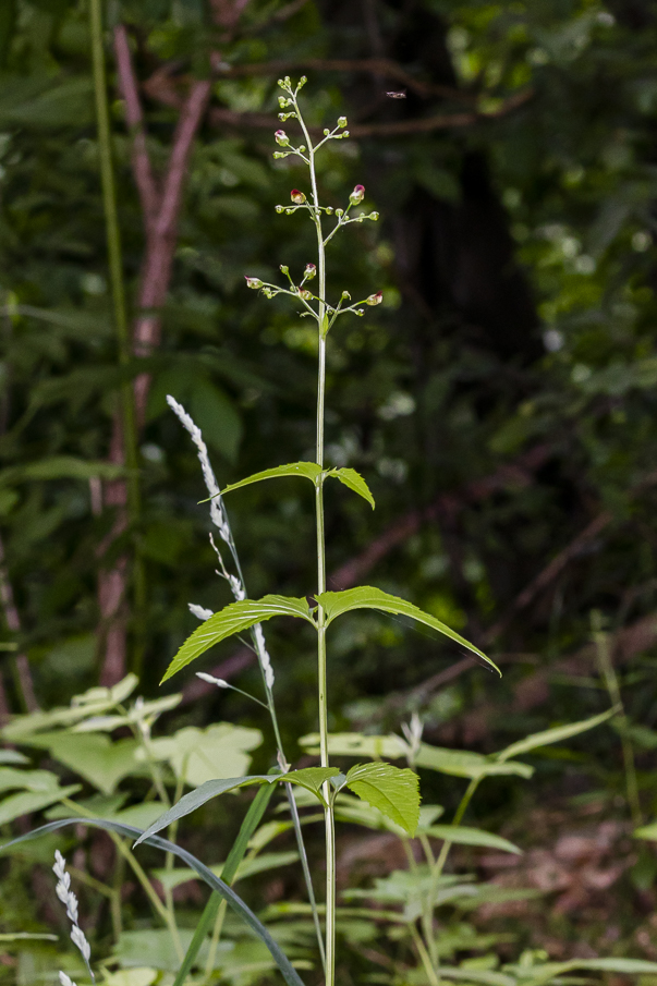 Pianta eretta verde con infiorescenza a pannocchia su sfondo verde scuro di bosco.