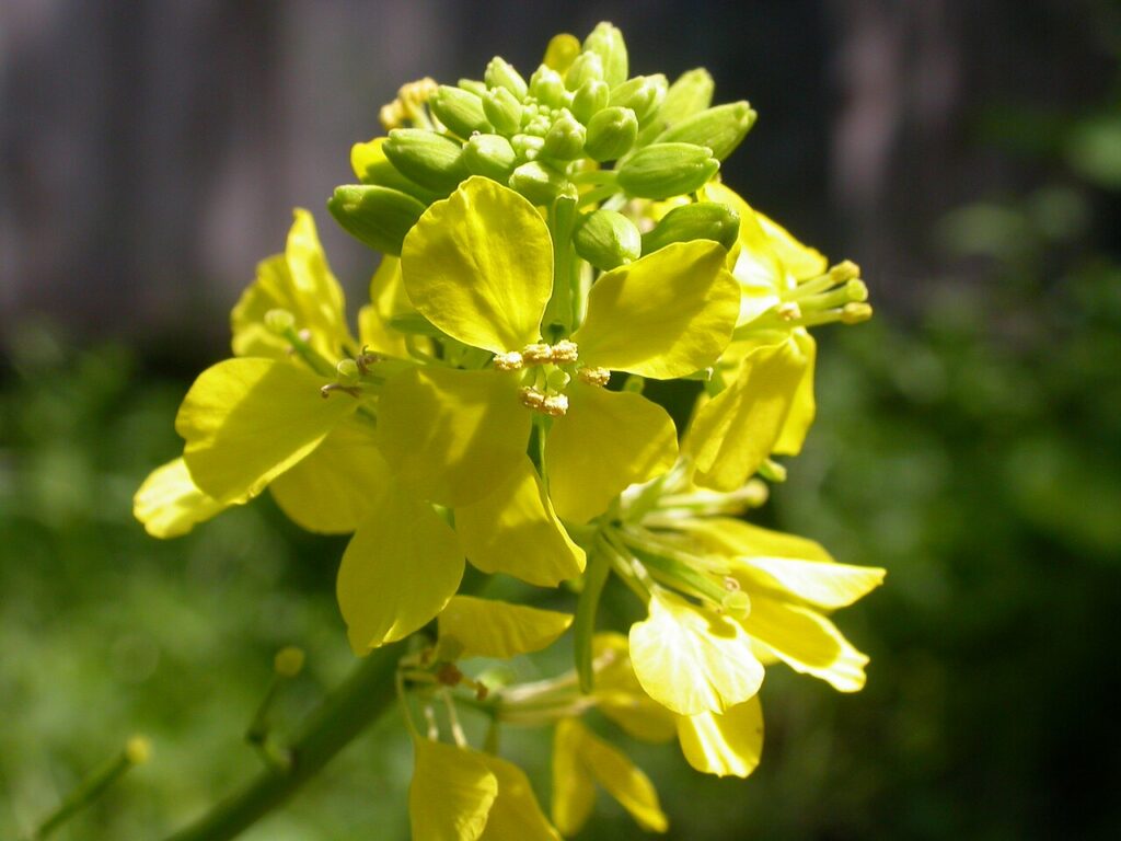Particolare di infiorescenza a corimbo di Brassica nigra, con diversi fiori gialli a 4 petali disposti a croce.