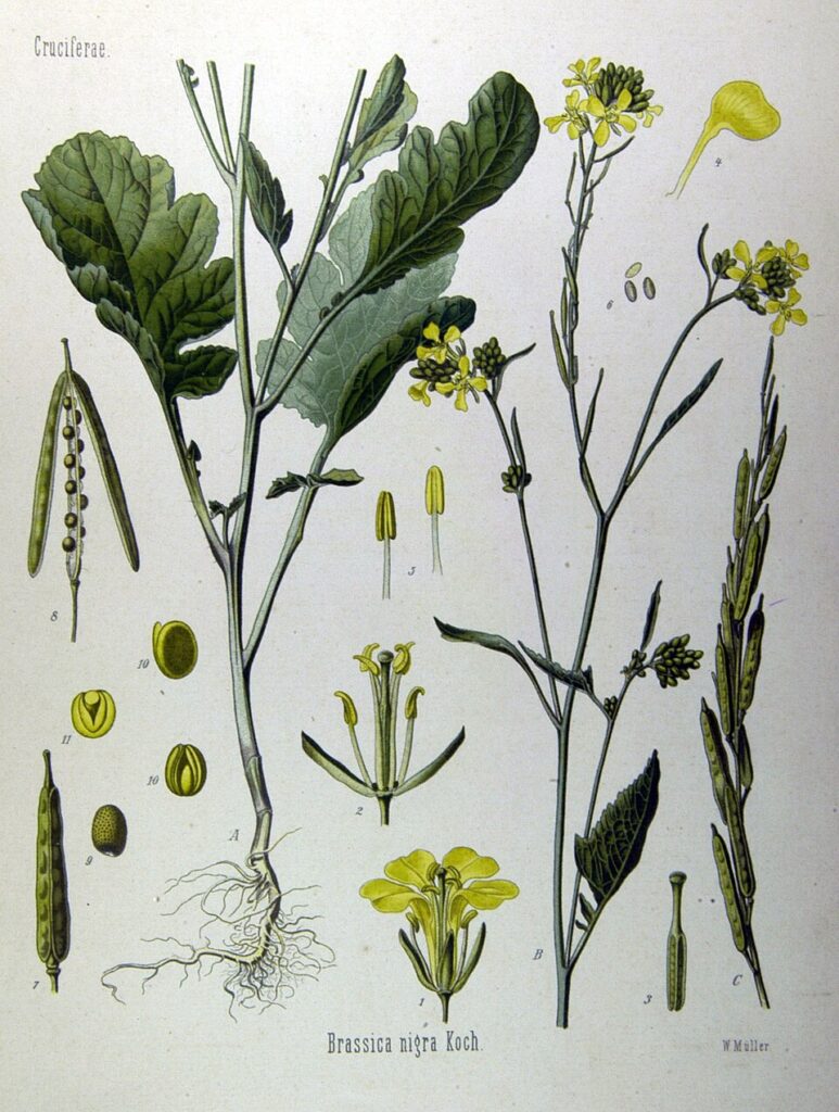Disegno scientifico della senape nera, con radici, fusto, foglie, fiori gialli, frutti e semi scuri.
