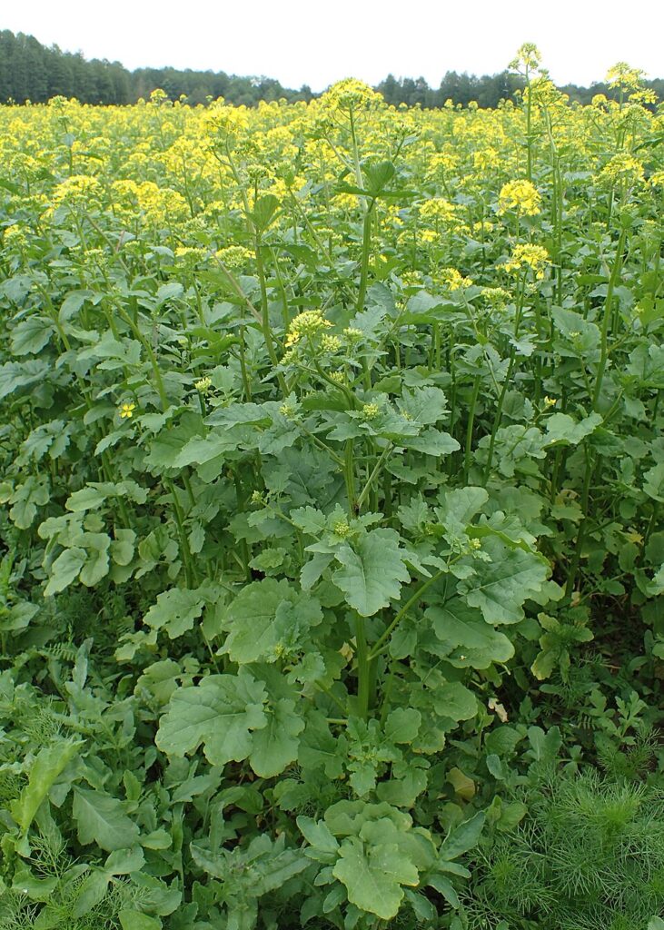 Esemplari in primo piano di un campo a fiori gialli di Sinapis alba, con bosco verde scuro sullo sfondo.