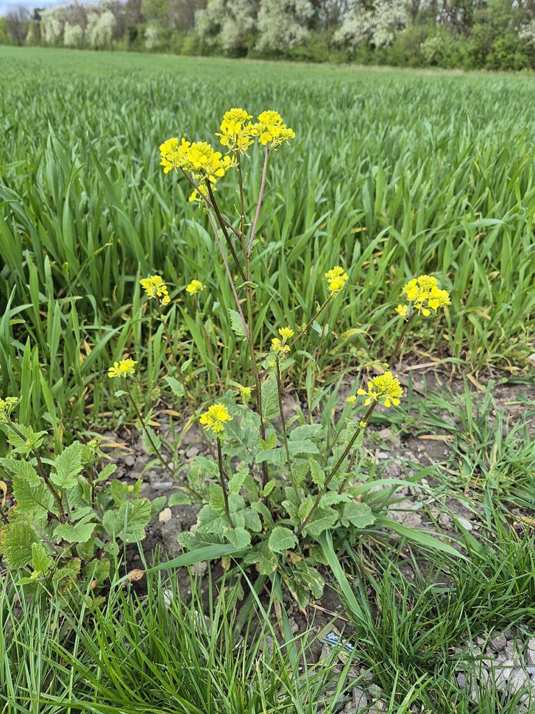 Esemplare fiorito di senape selvatica, con molti fiori gialli, al limitare di un campo di piantine verdi di grano o gramigna.