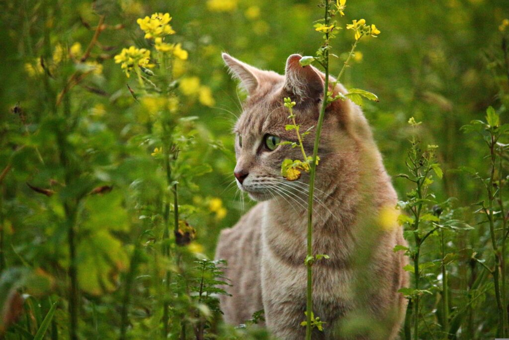 Gatto rosso tigrato con occhi verdi, di tre quarti, in mezzo a fiori gialli.