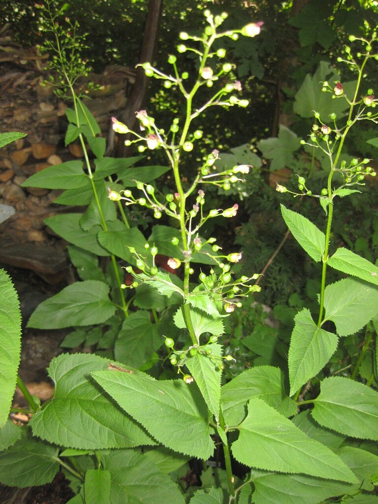 Pianta di scrofularia con infiorescenza, fotografata nel sottobosco.