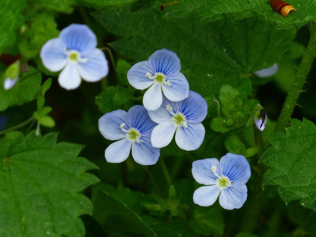 Cinque fiori di veronica, altra Scrofulariacea. Sono azzurri, a 4 petali, tra le foglie verdi.