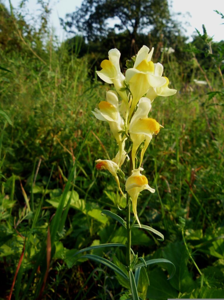 Infiorescenza tipica della linaria, con fiori gialli a bocca di leone. Sullo sfondo un prato verde.