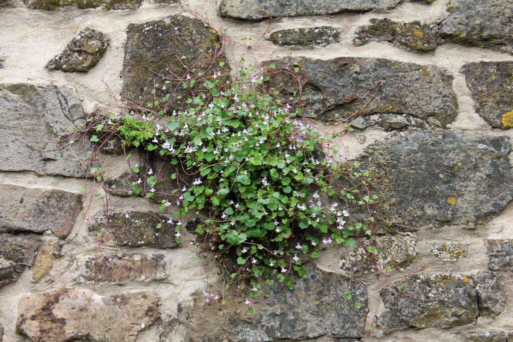 Muro di pietre grigie cementate con cimbalaria fiorita in una spaccatura.