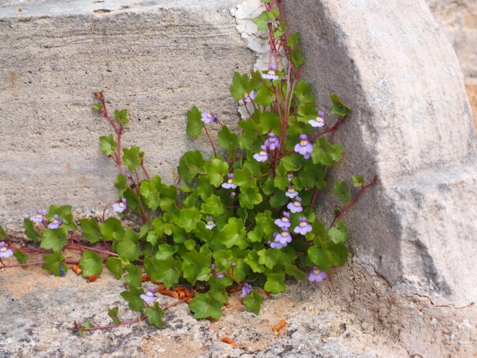 Cimbalaria, che si fregia del soprannome di Rovine di Roma - Zetatielle Magazine - hans-dulcimer-herb-1117554_1920 Angolo di una panchina di cemento grigio, con pianta fiorita di cimbalaria.