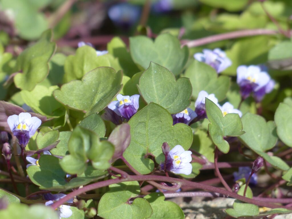 Pianta strisciante di cimbalaria, con foglie carnose simili all'edera e fiori viola.