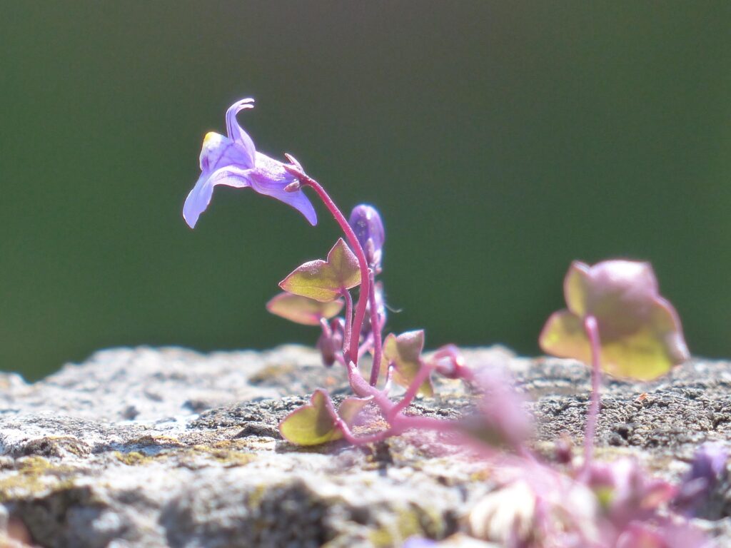 Particolare di una piantina su roccia, con il profilo del fiore viola bilabiato.