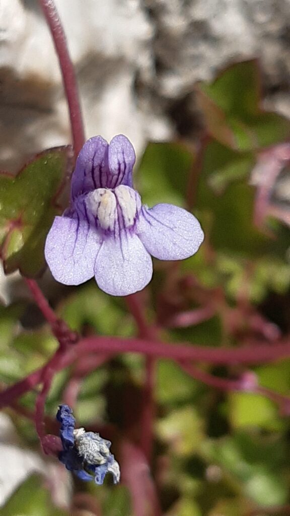 Particolare di un fiore viola in primo piano, con il labbro superiore bilobato e l'inferiore trilobato. Sullo sfondo, le foglie verdi sfocate.