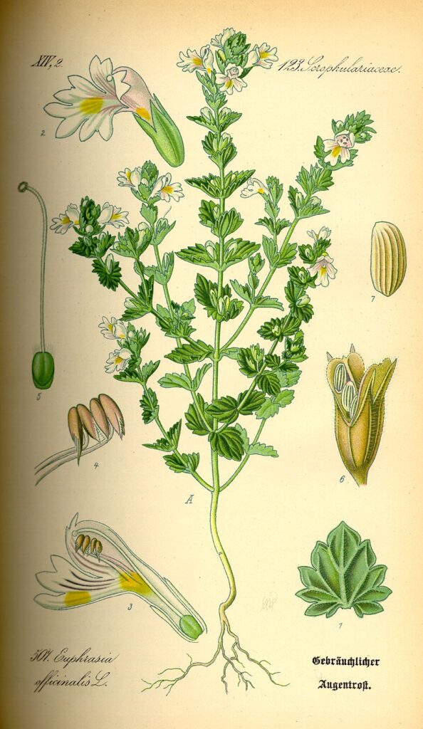 Disegno scientifico dell'eufrasia, con radice, fusto, foglie, fiori, frutti e semi.