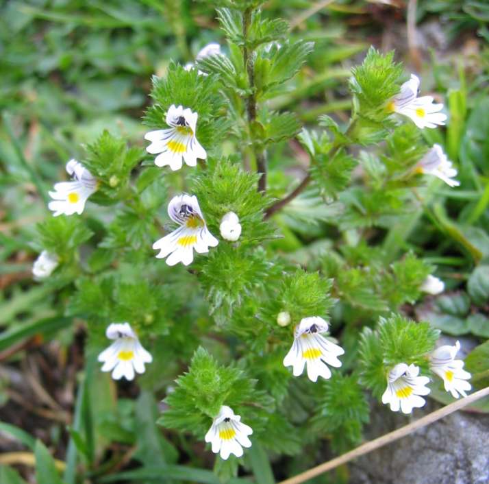 Parte aerea della pianta, con infiorescenze ben visibili, per mostrare le brattee e i fiori bilabiati.