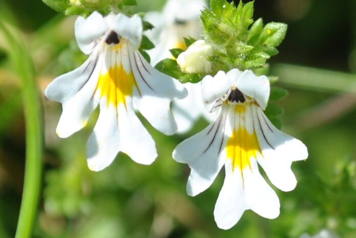 Due fiori bilabiati in primo piano, su sfondo sfocato d'erba, di colore bianco lilla, con la caratteristica macchia gialla sul labbro inferiore.