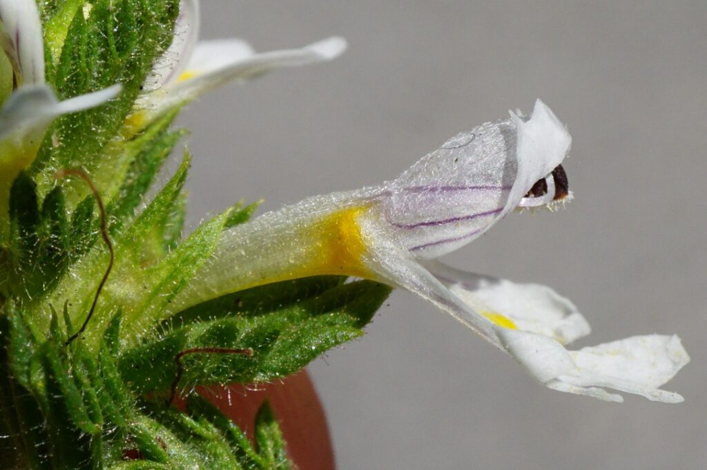 Particolare di un fiore bianco lilla di eufrasia visto di profilo, con labbro superiore a elmo e labbro inferiore trilobato