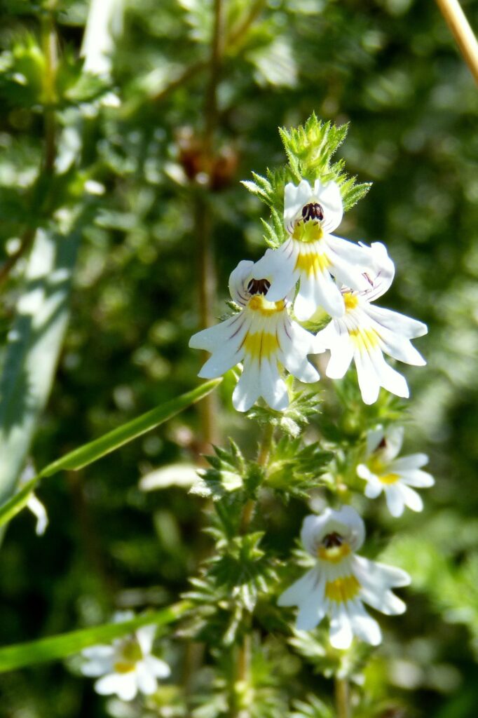 Sommità fiorita di eufrasia su sfondo verde, con i fiori zigomorfi biancastri, venati di viola e con la macchia al centro gialla.