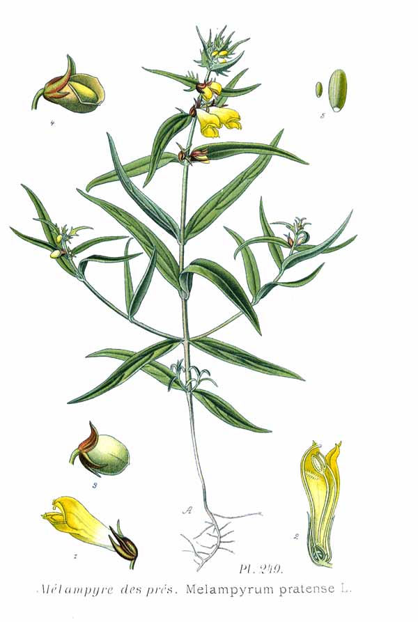 Disegno scientifico con tutte le parti del melampiro, radici, fusto, foglie, fiore, frutto e seme.
