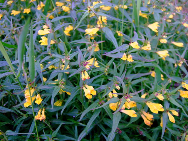 Ciuffo di piante fiorite, visto dall'alto, con fiori gialli e foglie verdi lanceolate.