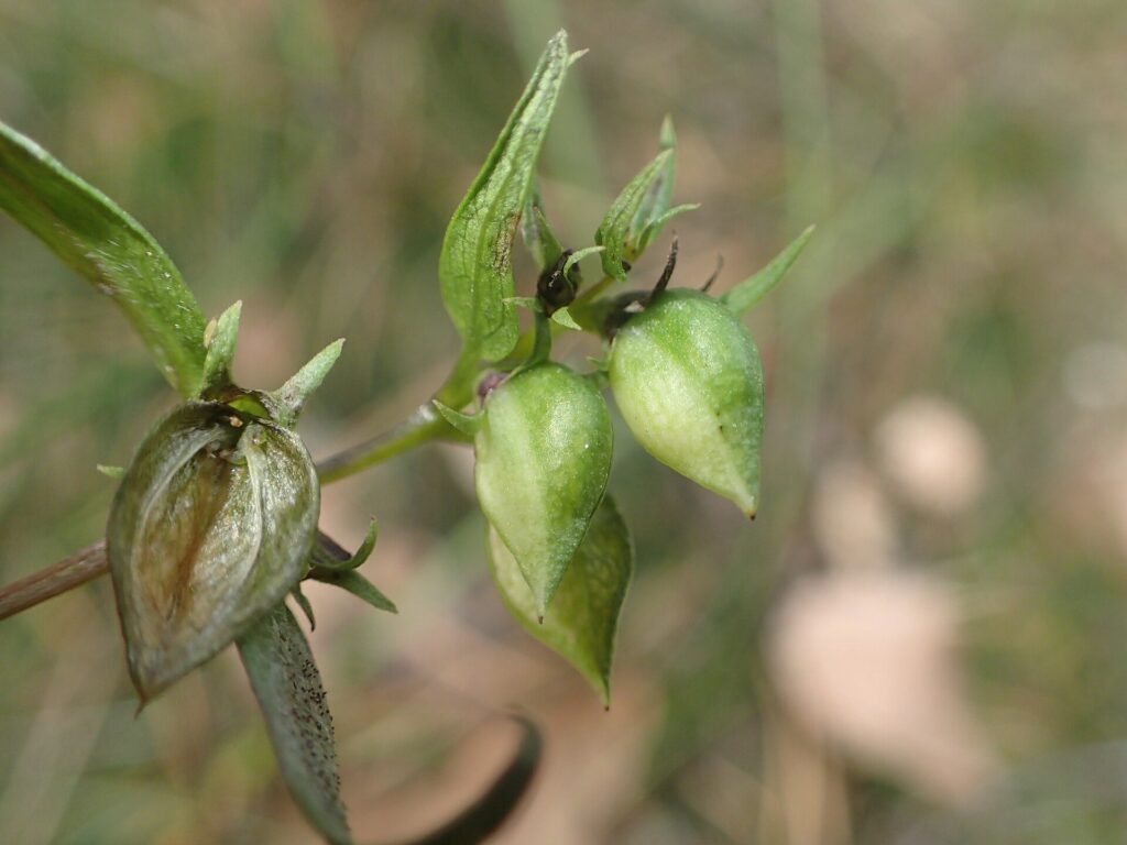 Particolare di frutti verdi a capsula con la caratteristica punta in cima.