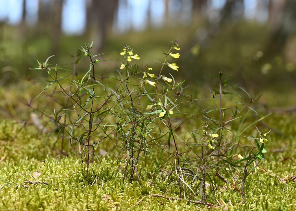 Piante fiorite di melampiro, a corolle gialle e foglie lanceolate, con lo sfondo di un bosco.