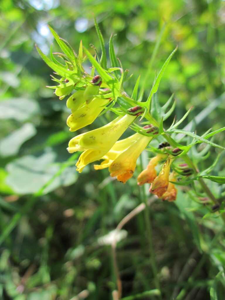 Infiorescenza con fiori gialli bilabiati su sfondo di prato verde.
