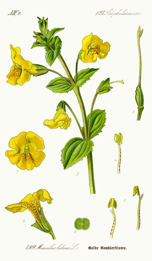 Didegno scientifico del mimolo, con fusto foglie, fiori gialli e frutti.