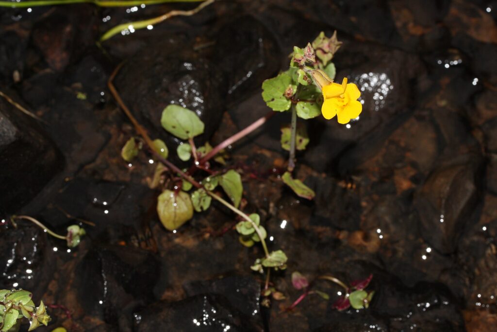 Pianta immersa in acqua con fiore giallo bilabiato che emerge.