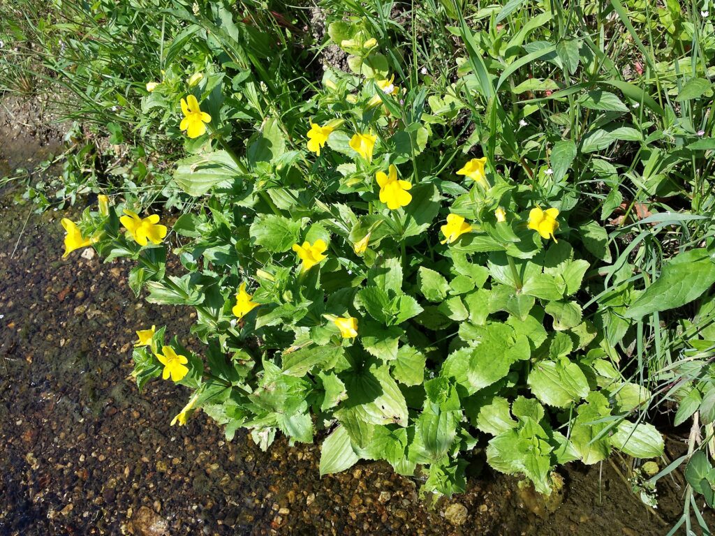 Pianta fiorita, con numerosi fiori gialli e foglie verdi, ovali, dentate e opposte.