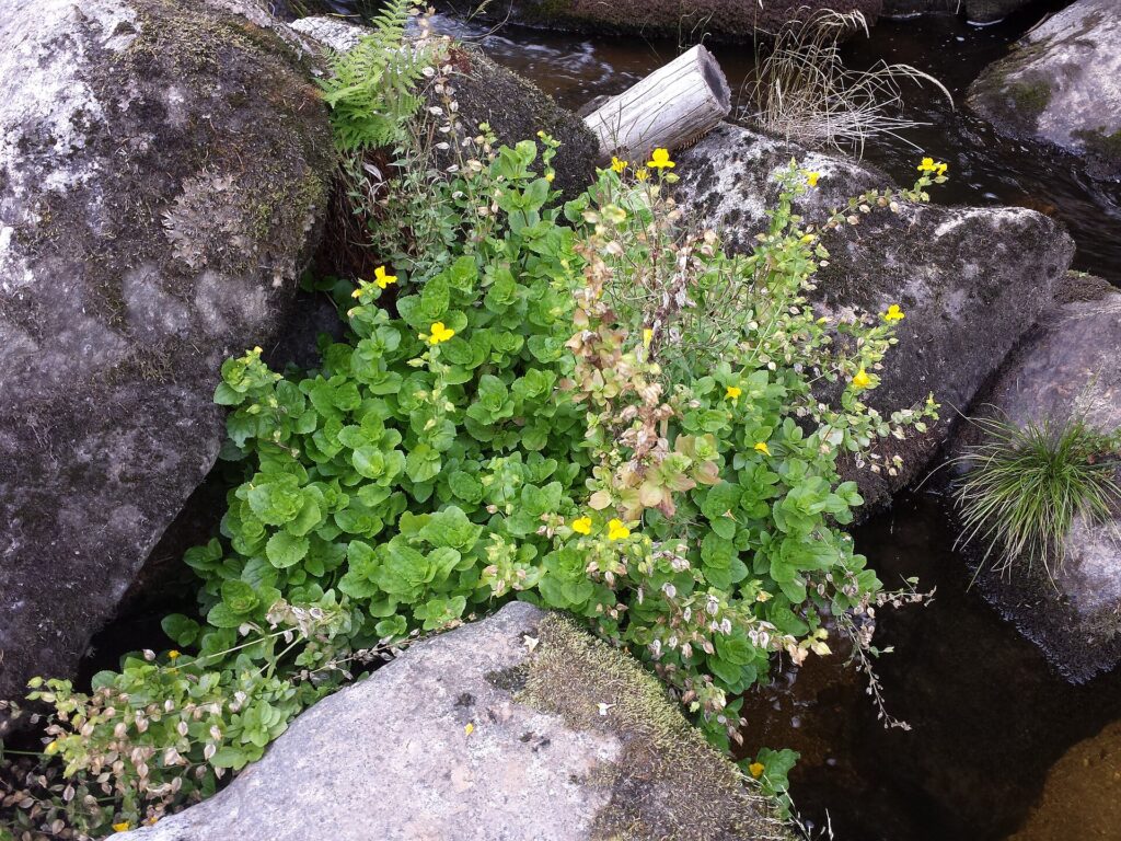 Esemplare di mimolo fiorito, attecchito tra le rocce grigie di un torrente. 